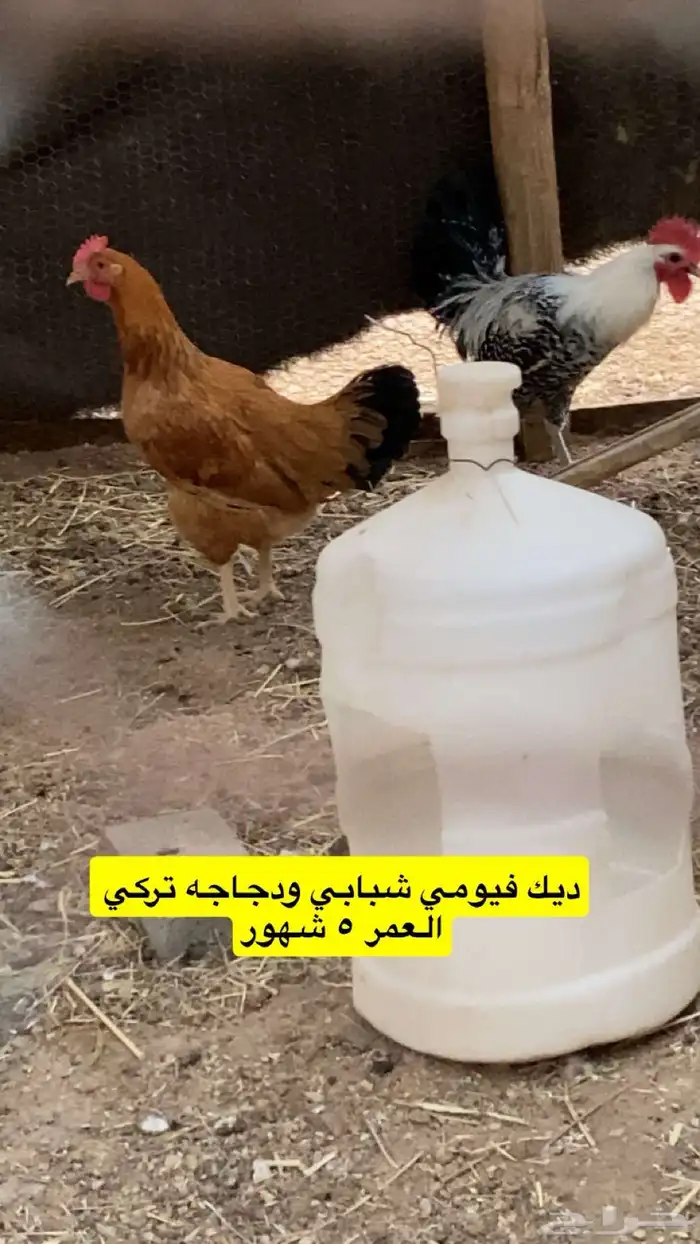 ديوك العمر 5 شهور وجروم طيبه 3