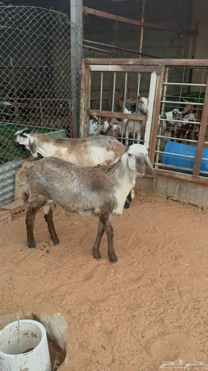 طليان سواكن انتاج محلي وخروف بربري 3