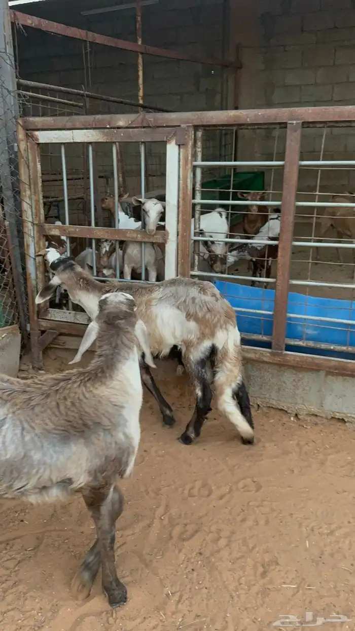طليان سواكن انتاج محلي وخروف بربري 4