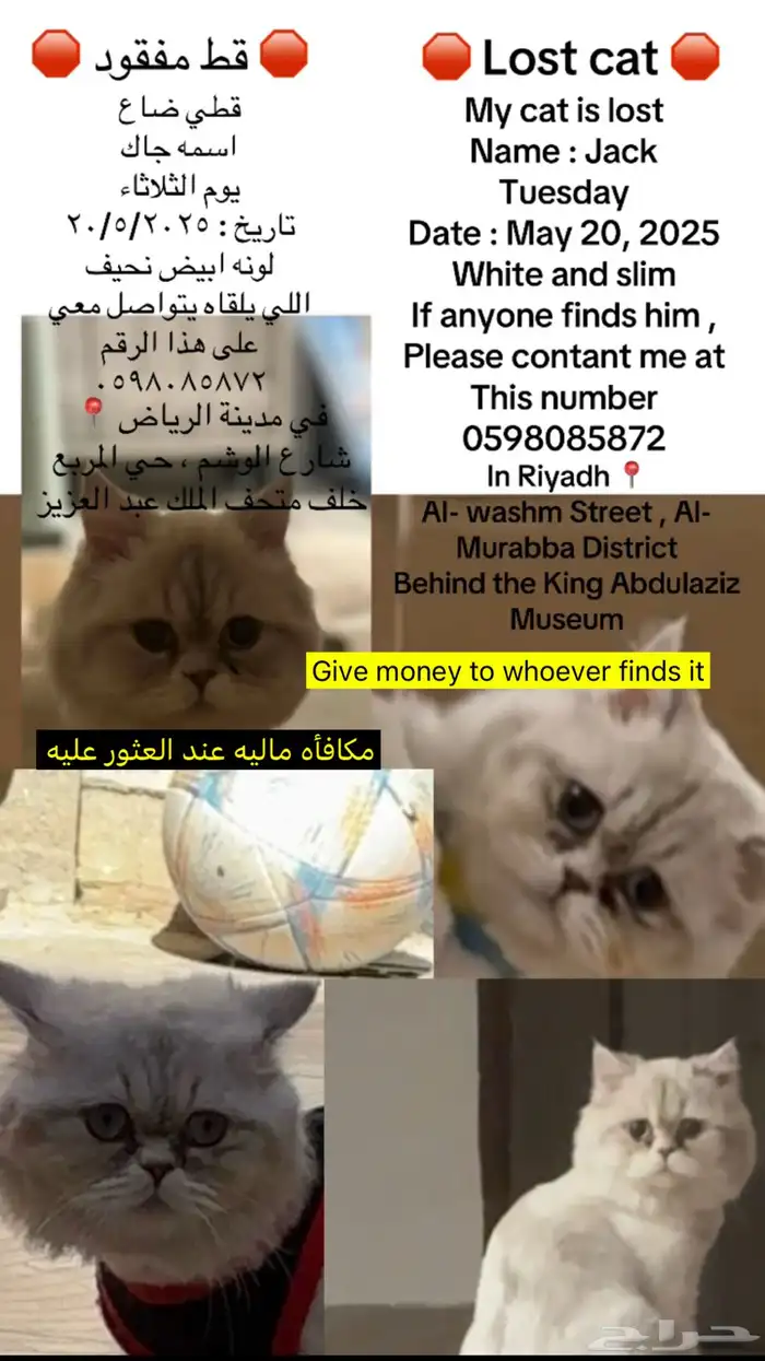قطط مفقوده 0
