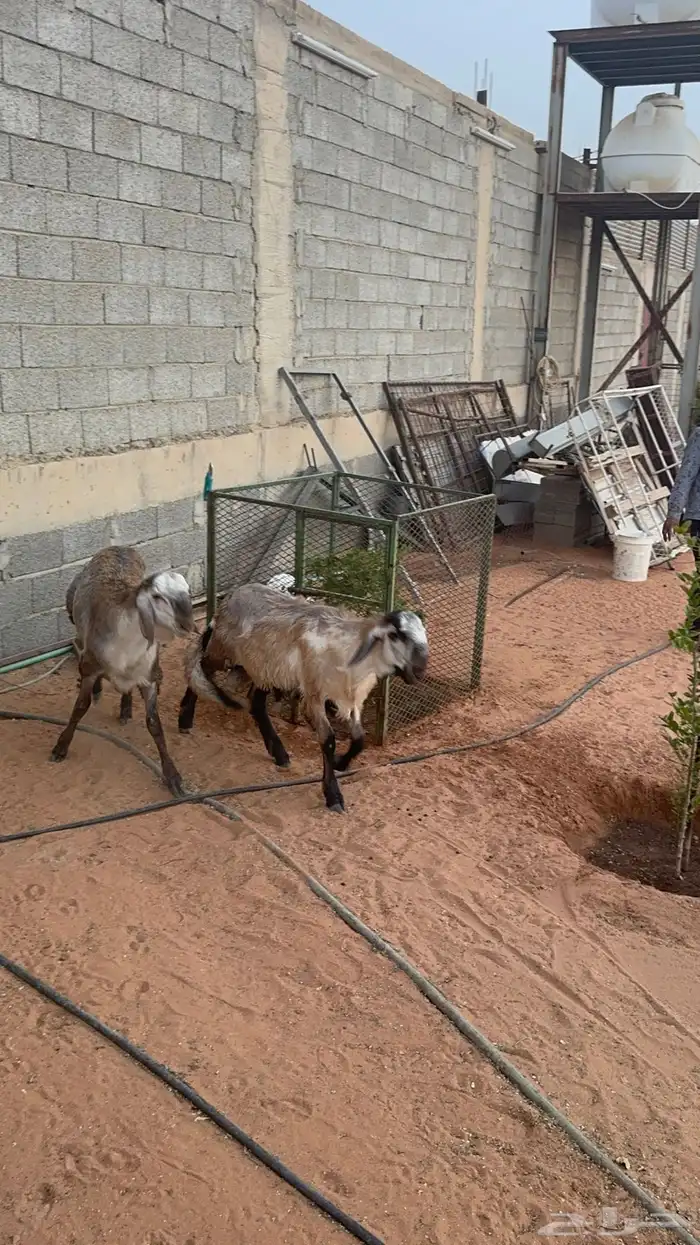 طليان سواكن انتاج محلي وخروف بربري 1