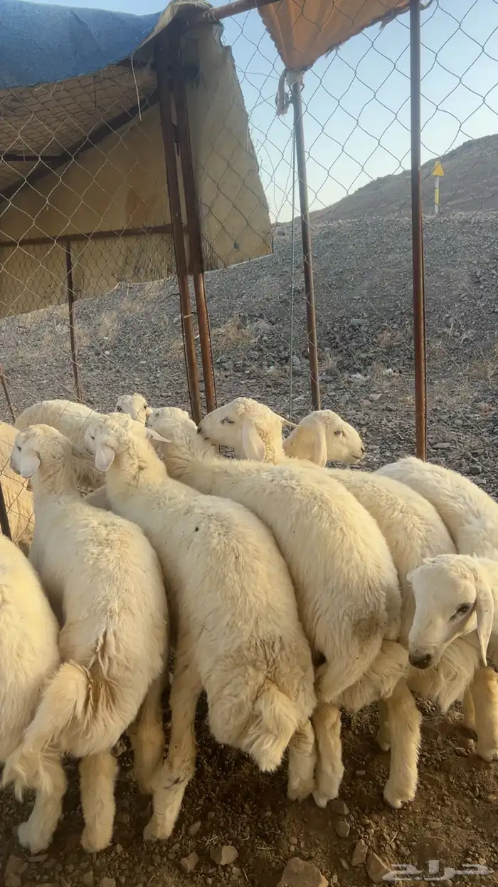 طليان اضاحي طيبه 16