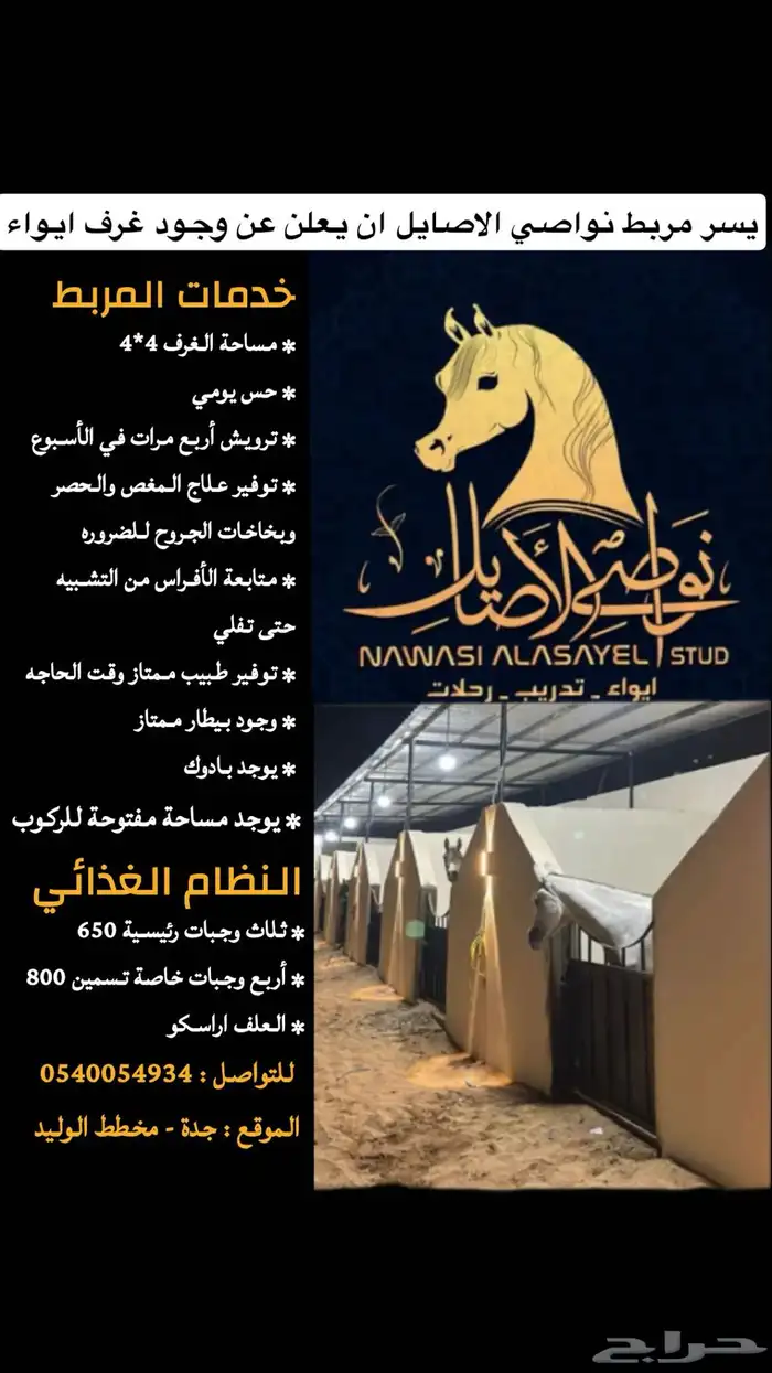 مربط نواصي الاصايل وتدريب الخيل 3