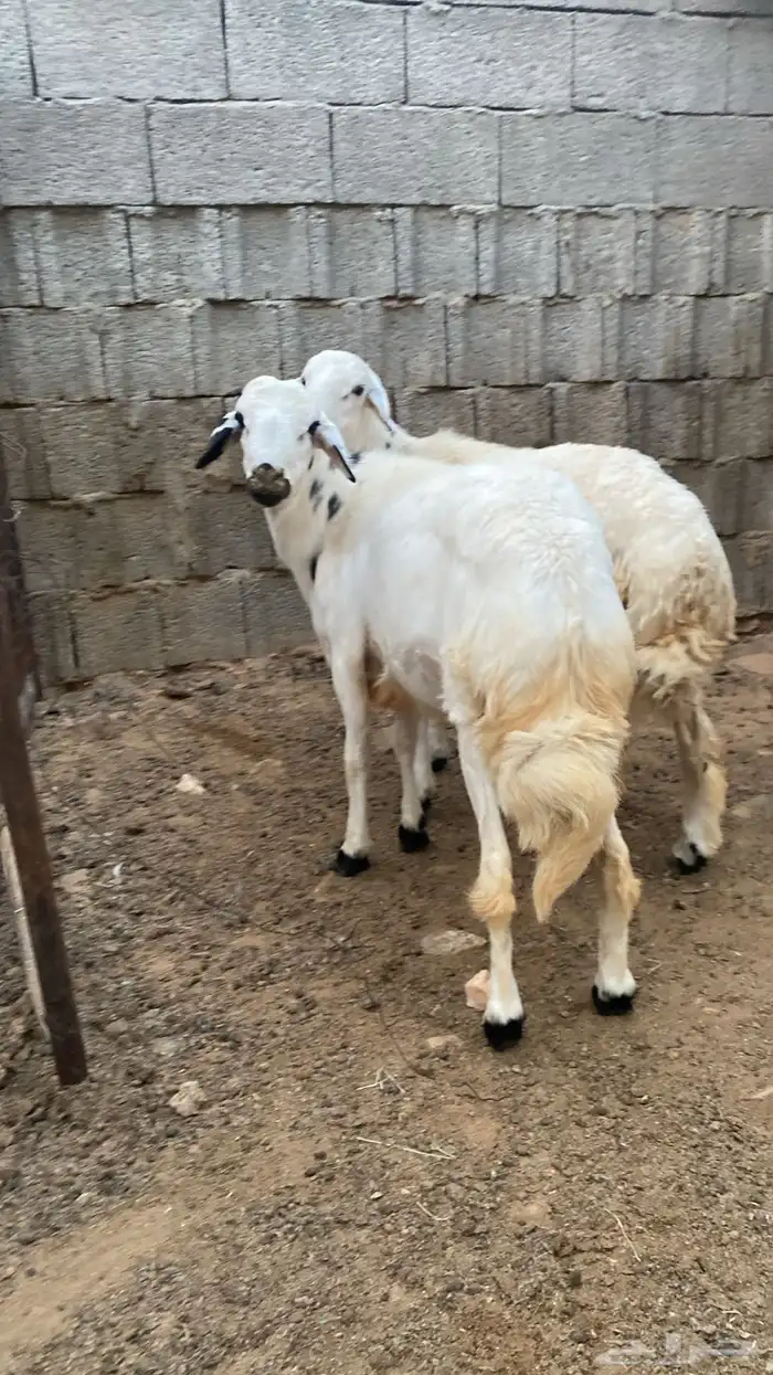 اضاحي للبيع 2