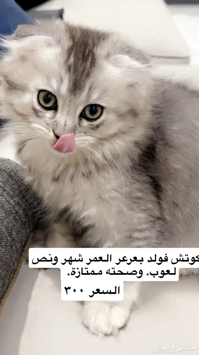 قط سكوتش فولد 0
