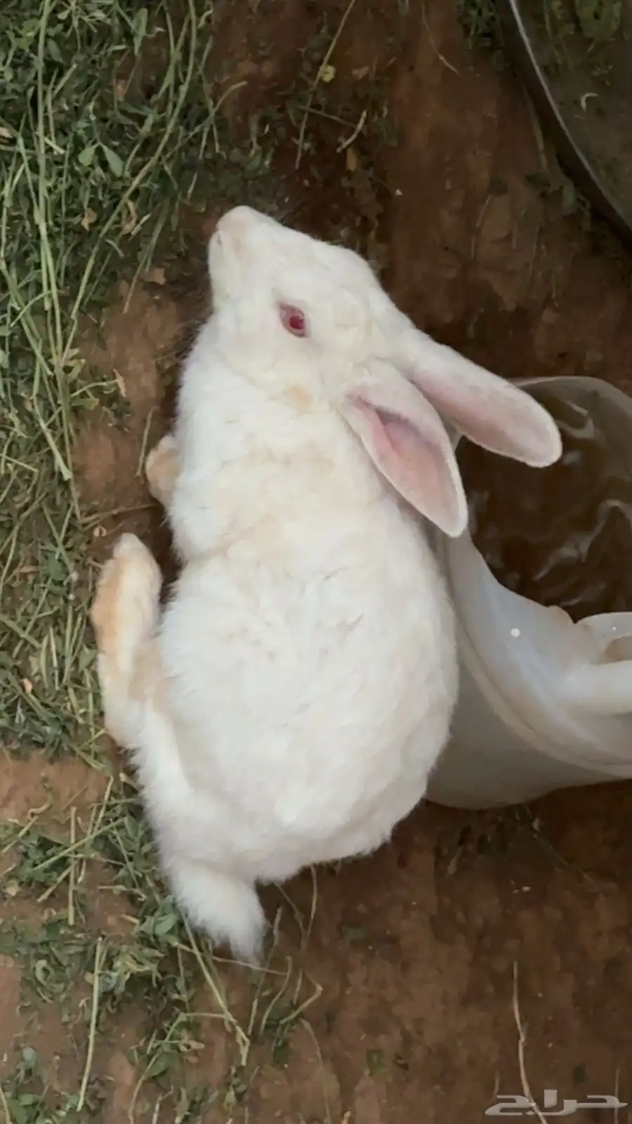 انثى 1