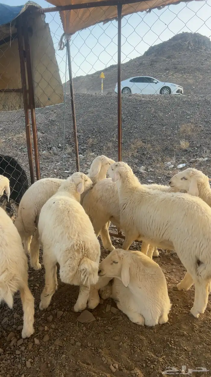 طليان اضاحي طيبه 18