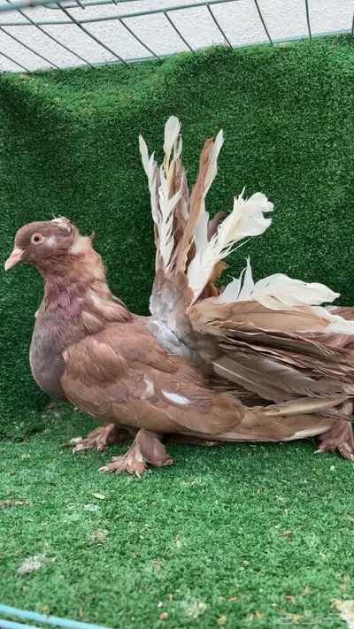 إناثي رقاص أمريكي تم البيع 1