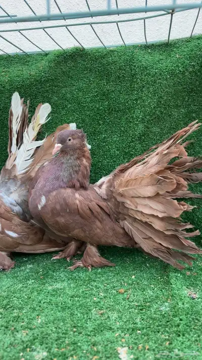 إناثي رقاص أمريكي تم البيع 2