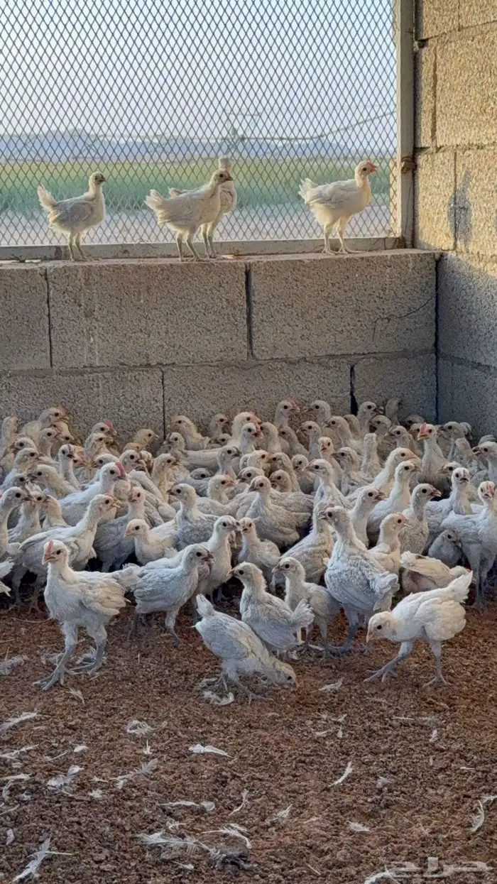 صوص فيومي الامنيوم 0