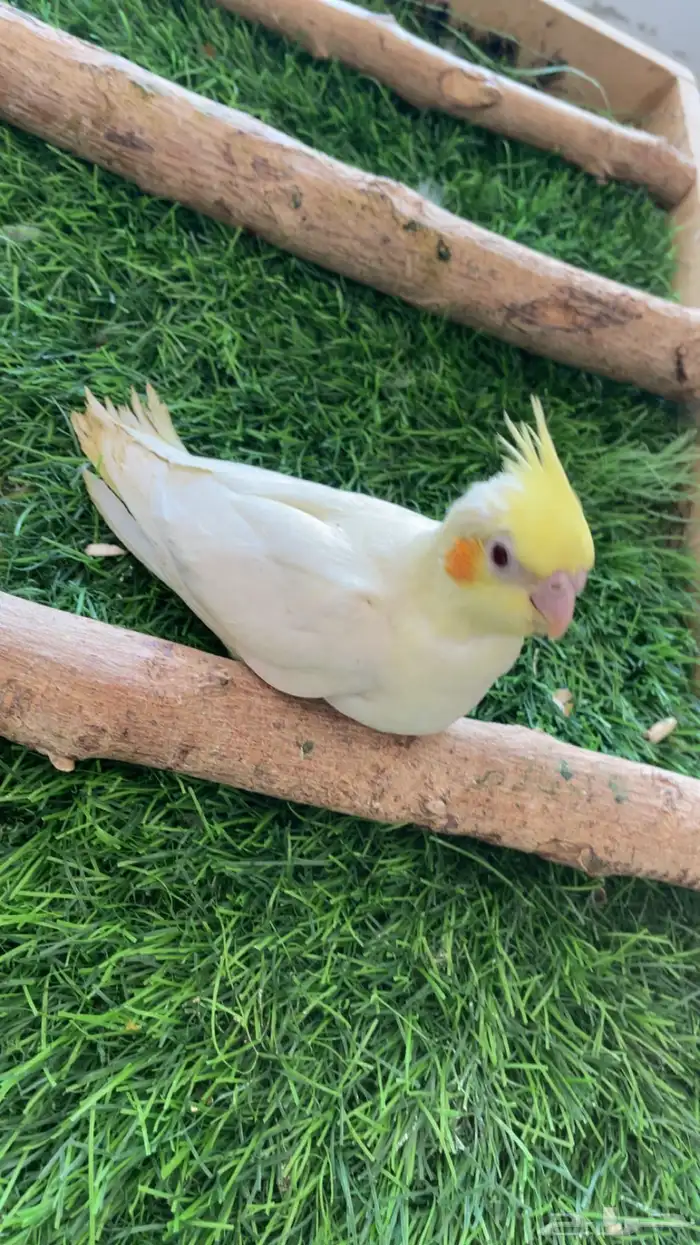 فرخ كروان لاتينو 0