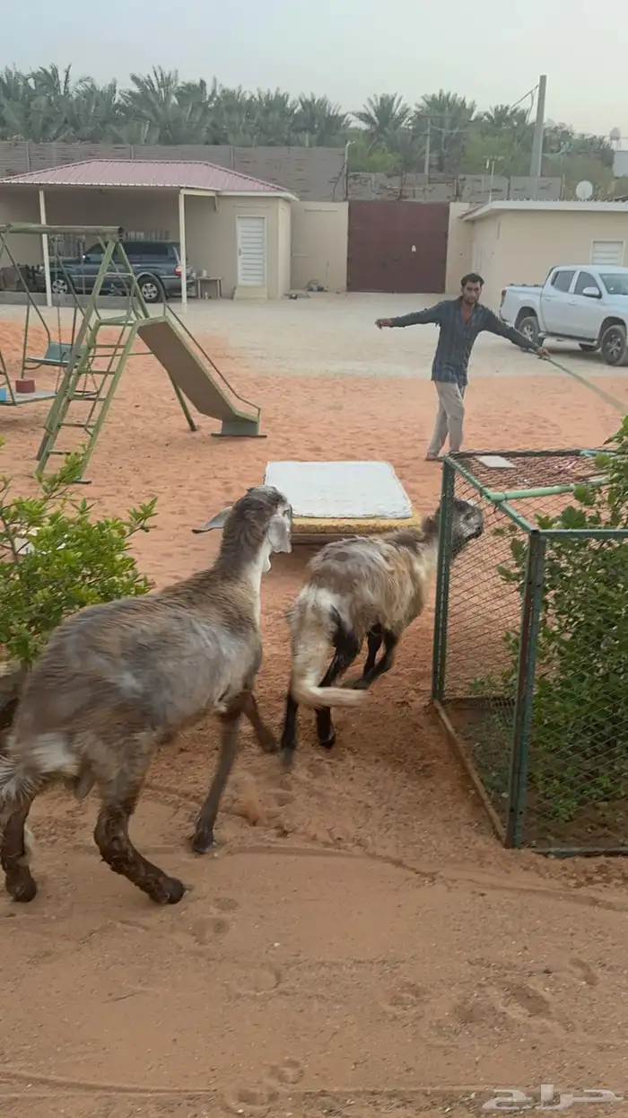 طليان سواكن انتاج محلي وخروف بربري 6