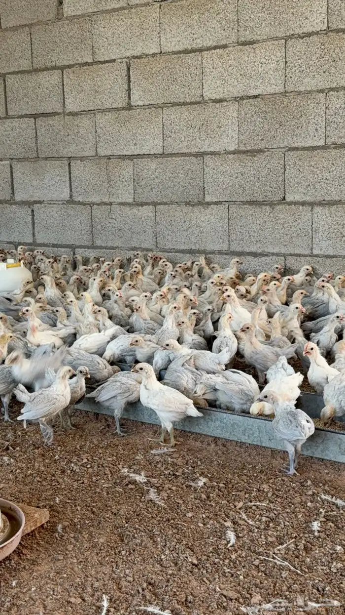 صوص فيومي الامنيوم 1