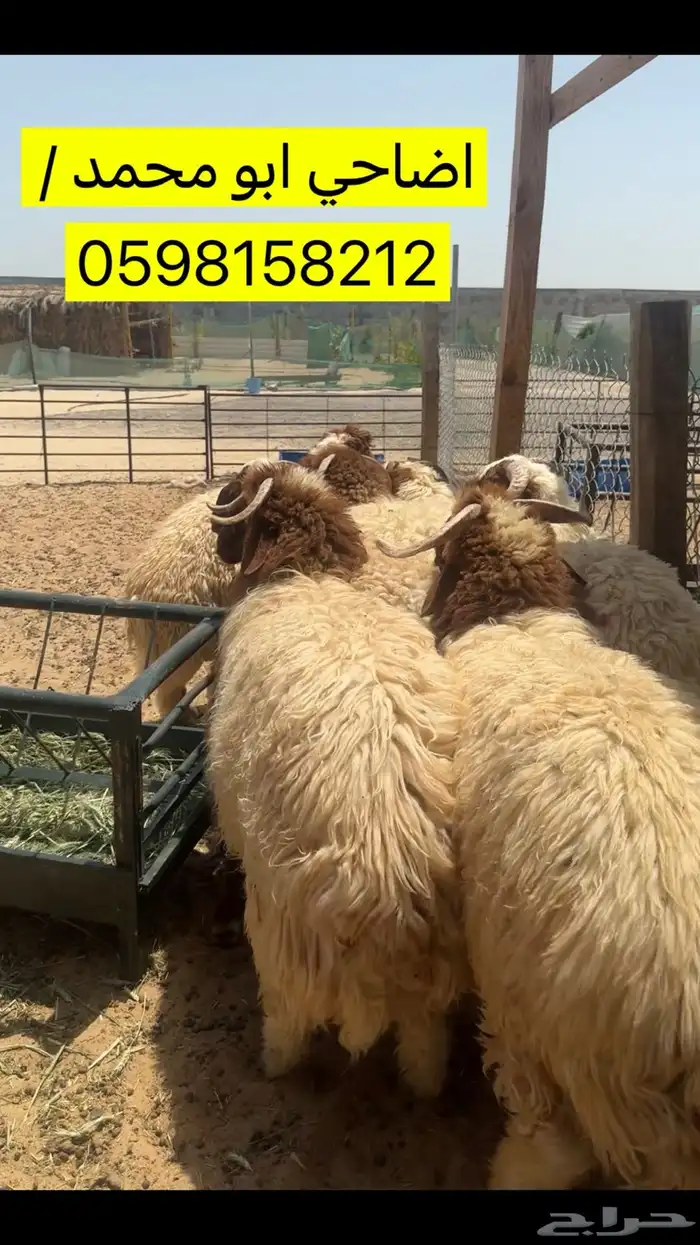 اضاحي نعيم ونجديات وحريات بالقرب من حي فرسان حياكم الله 3