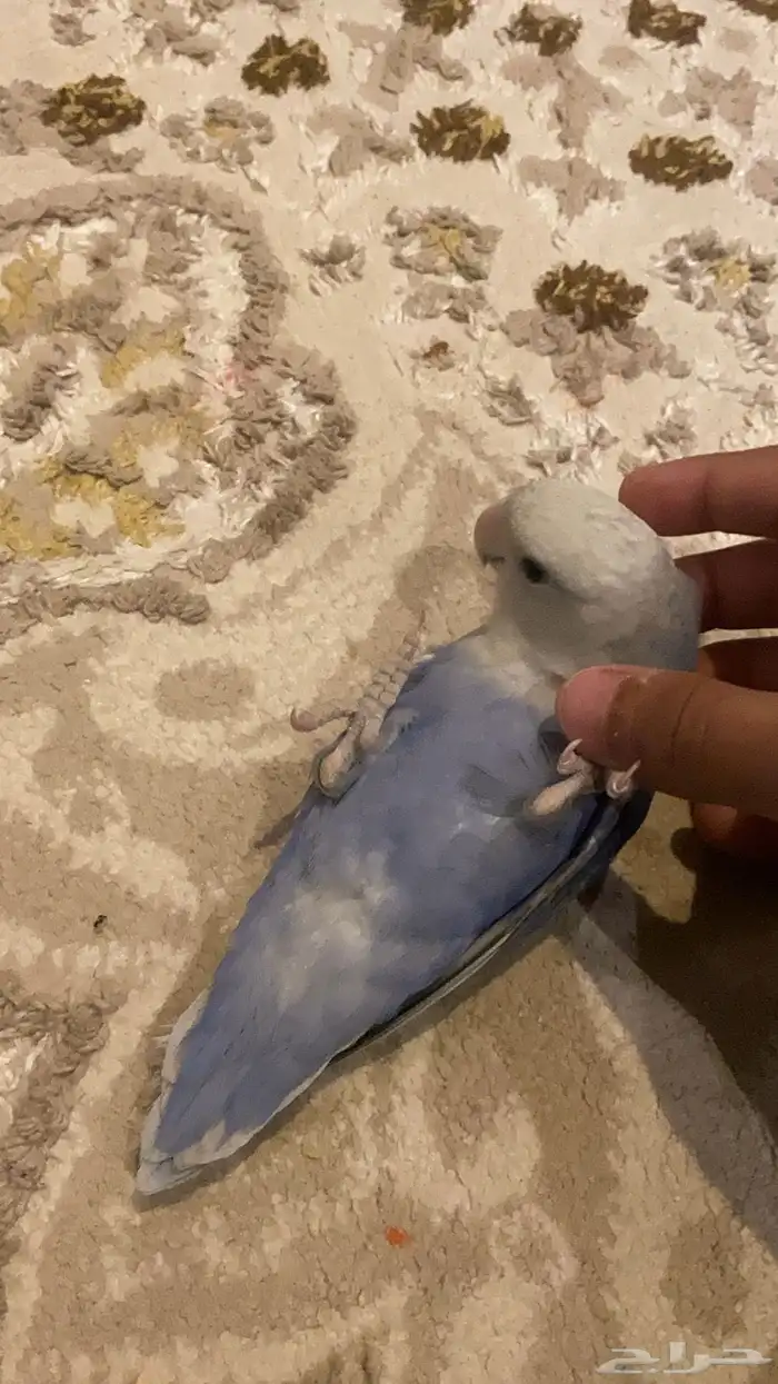 روز يرقص 0