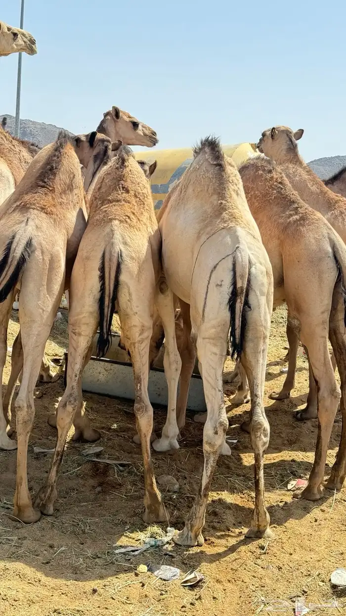 قعدان مفاريد كفوو للبيع 5