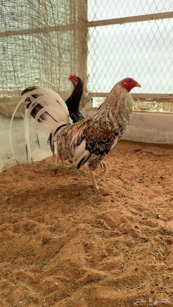 زوج دجاج تكساس Gamefowl 0