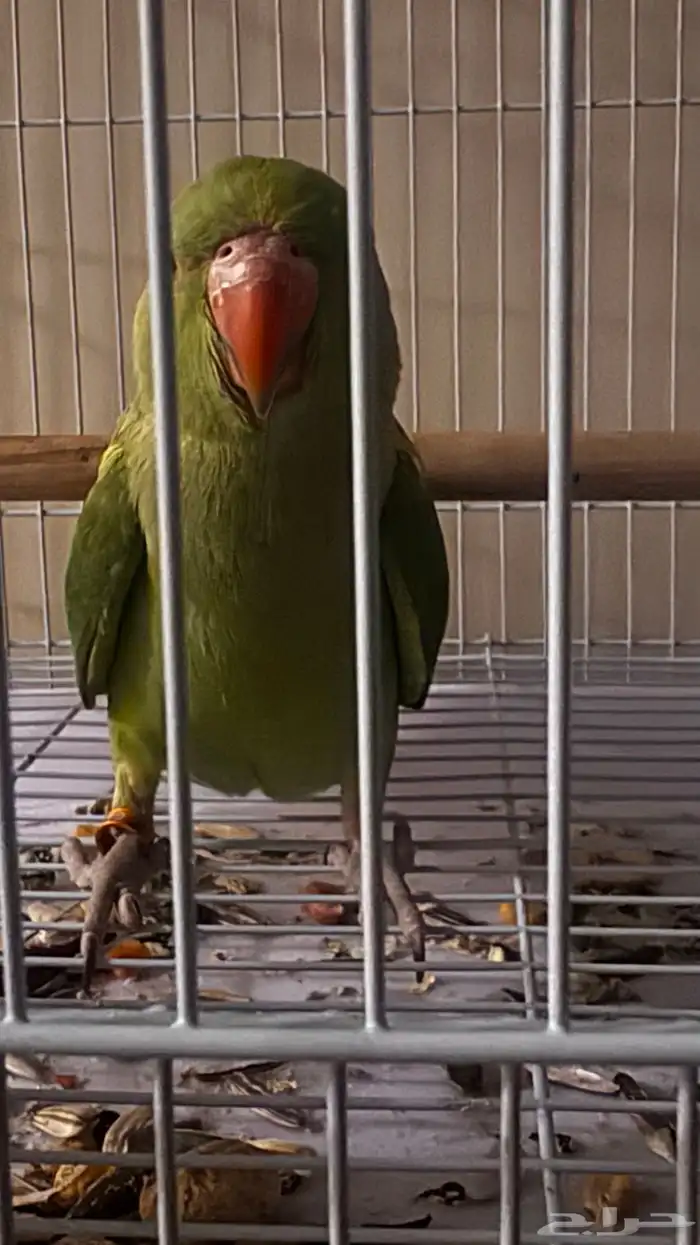 طير دره 0