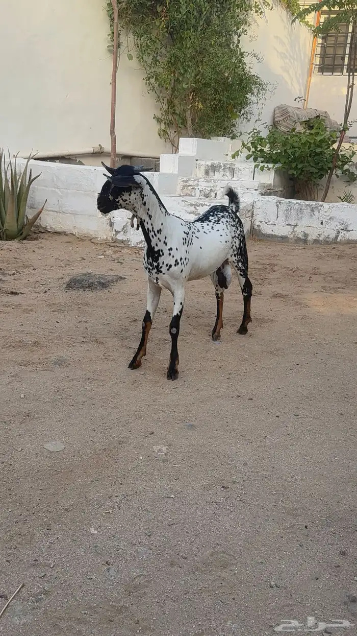 مشروع فحل بيشي امرخ 4