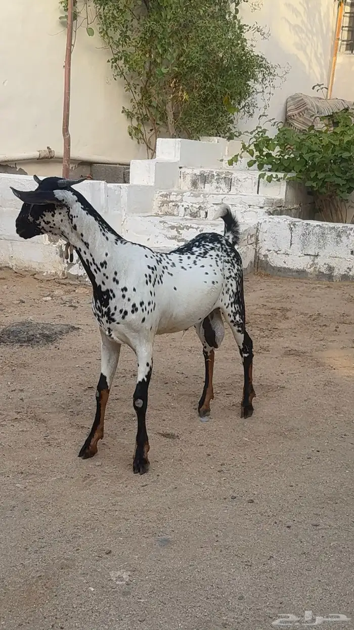مشروع فحل بيشي امرخ 3