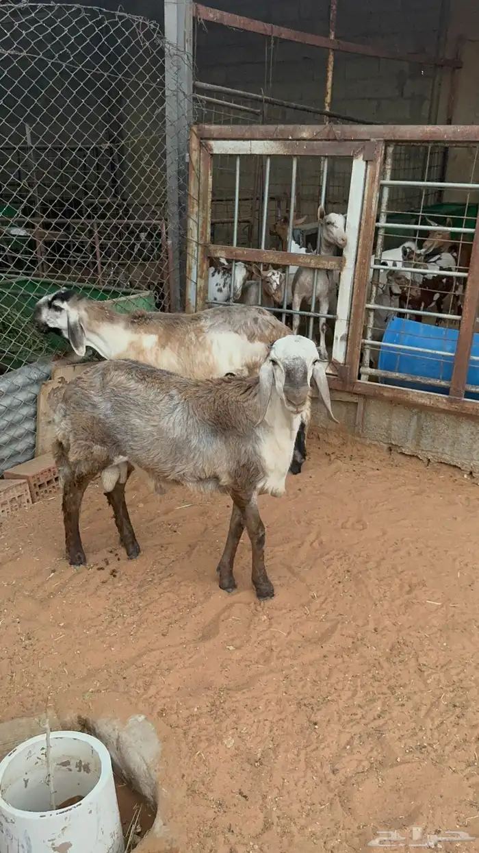 طليان سواكن انتاج محلي وخروف بربري 2