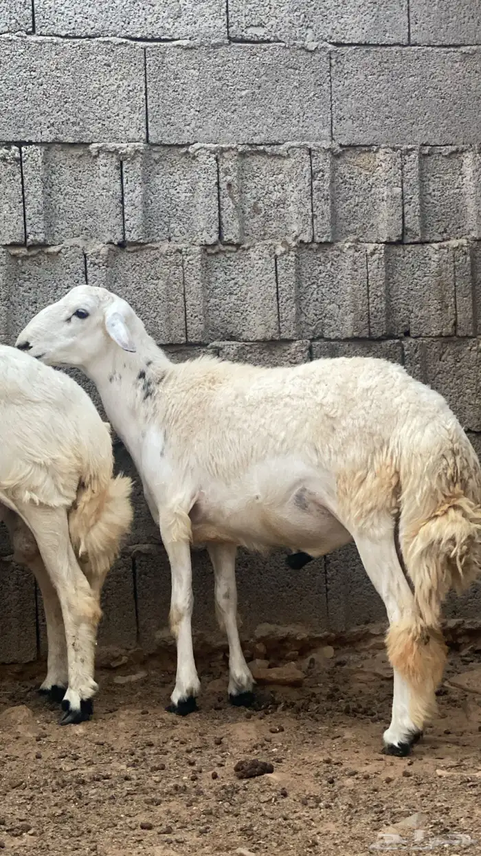 اضاحي للبيع 4
