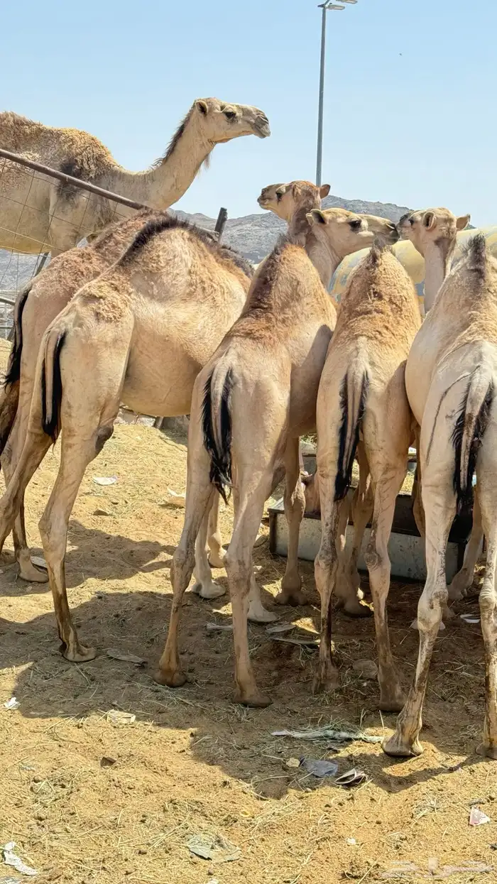 قعدان مفاريد كفوو للبيع 3