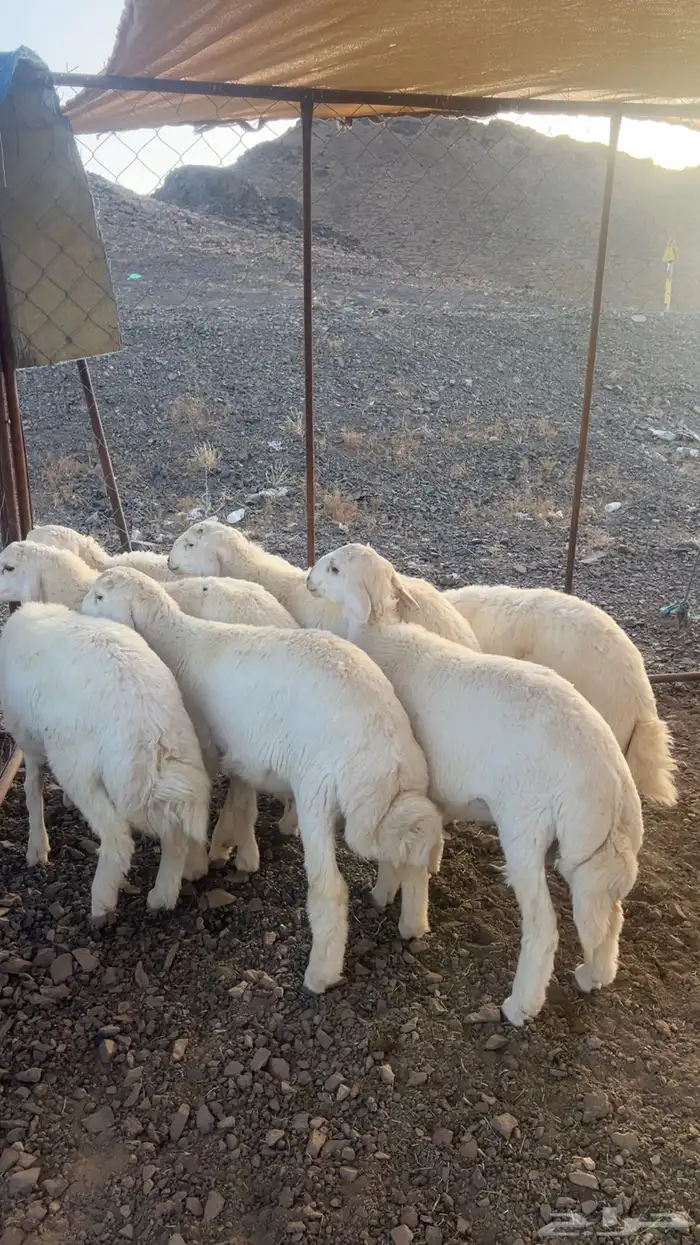 طليان اضاحي طيبه 10