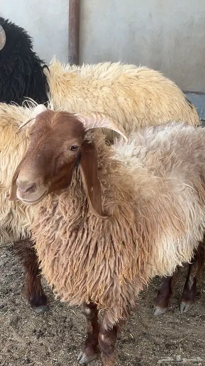 خروف يضحي 1