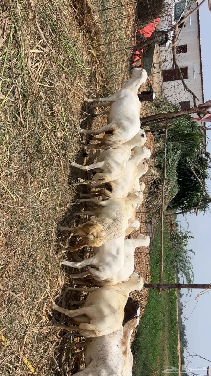 ضان مقاني 2
