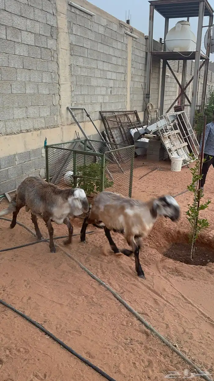 طليان سواكن انتاج محلي وخروف بربري 5