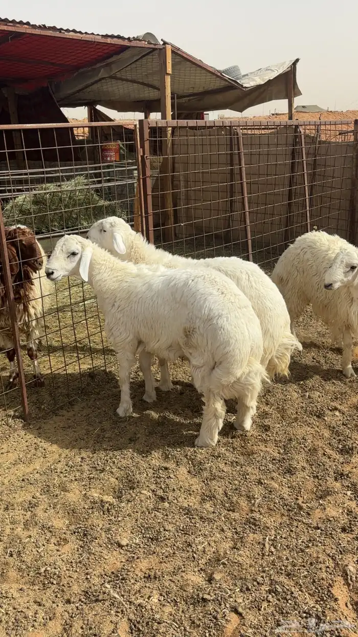 جذعان ضحايا حريات ونجدي 1