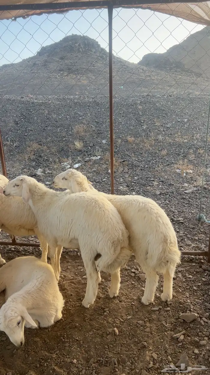 طليان اضاحي طيبه 19