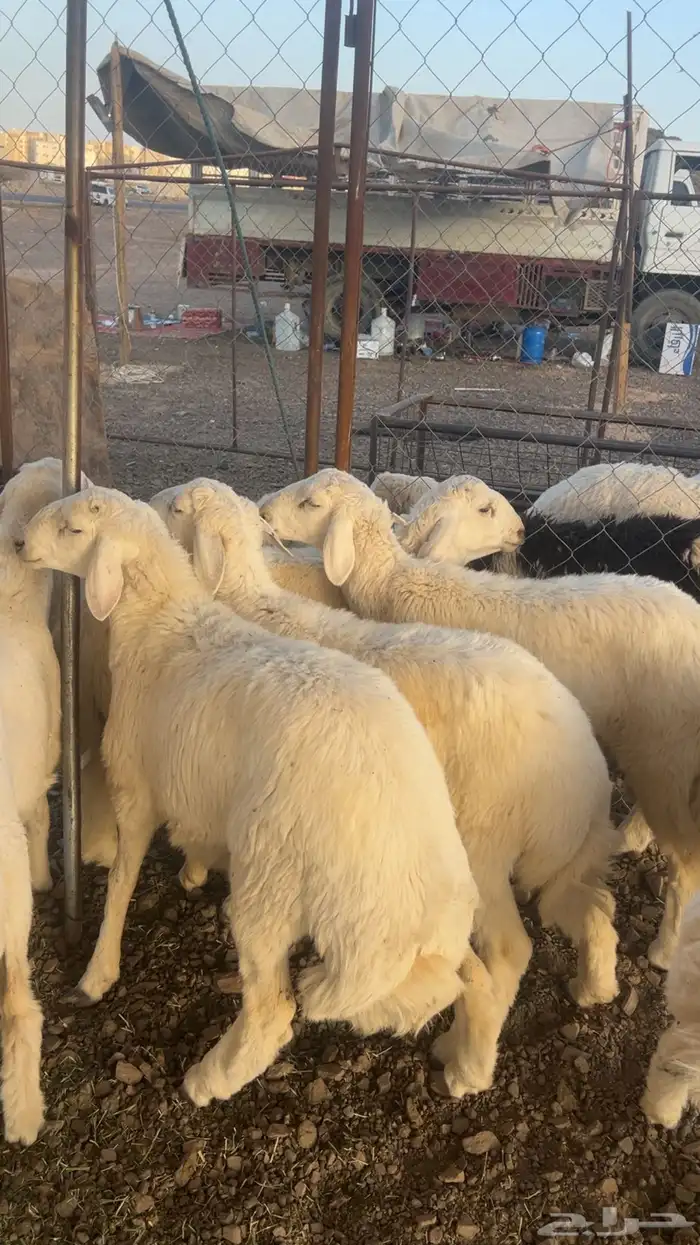 طليان اضاحي طيبه 6