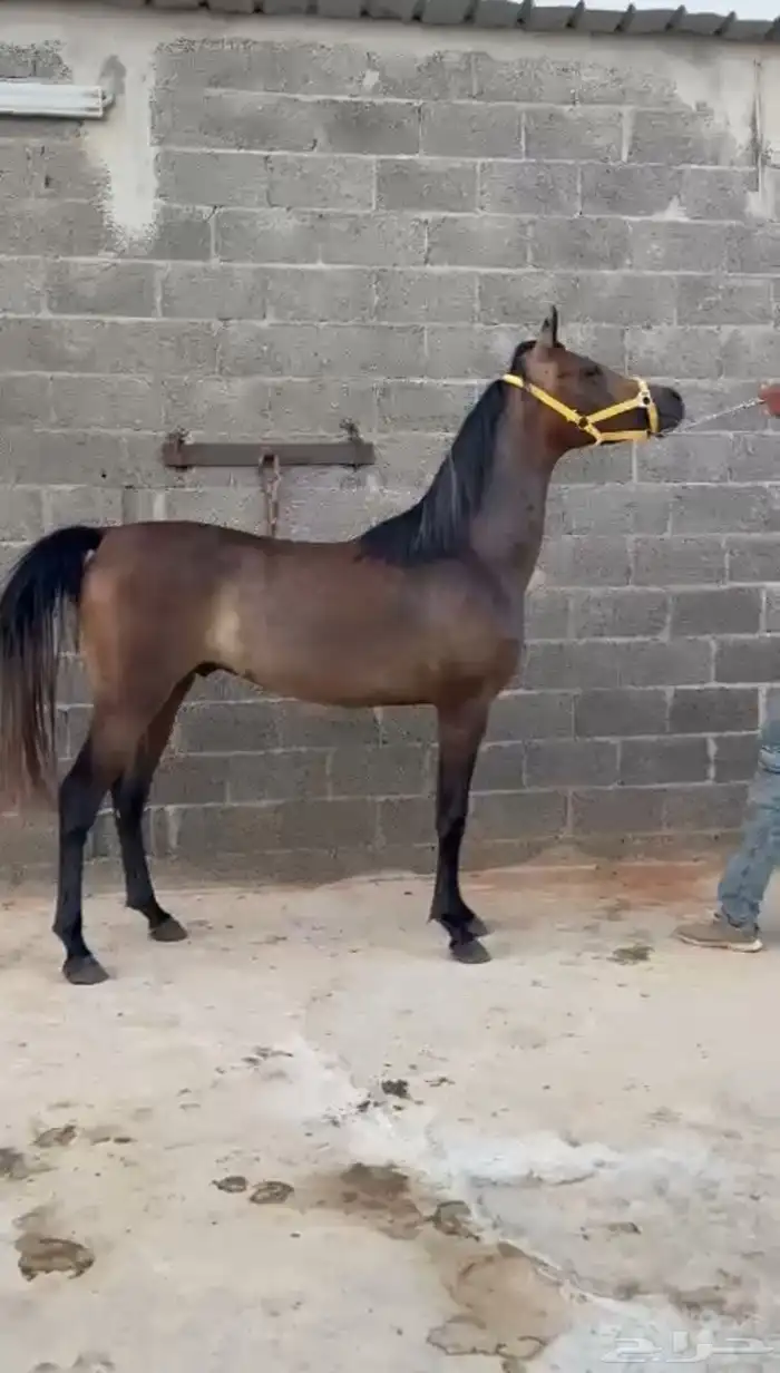 مهر مكس جمال قريب عساف 0