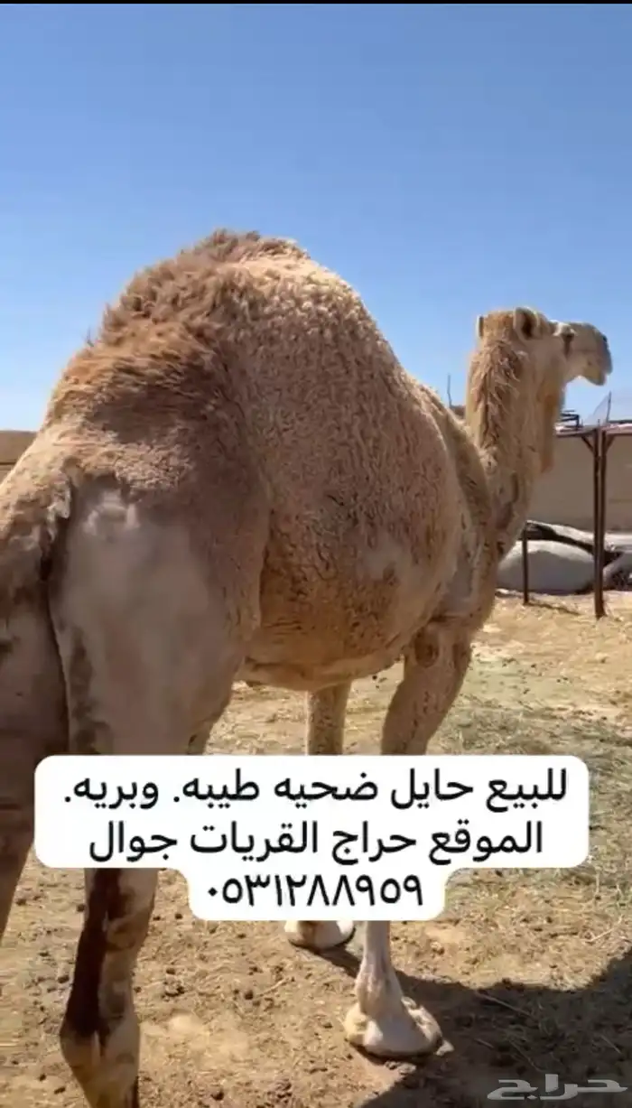 ناقه حايل دبيحت عرس وضحيه طيبه 0