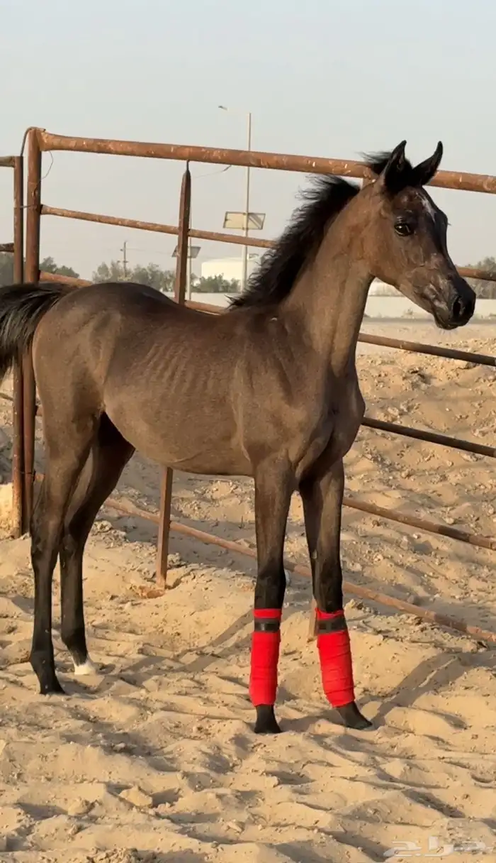 للبيع مهره واهو فاخره تم البيع 0