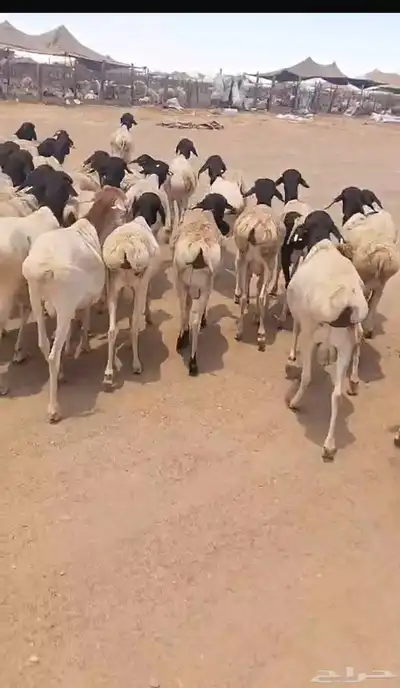 ضحيا غنم بربري صنف فل الفل 1