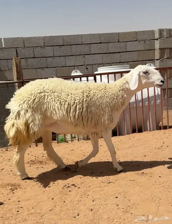 رخل حريه خصم صنف الصنف حرشاء (( تمم البيعع )) 0