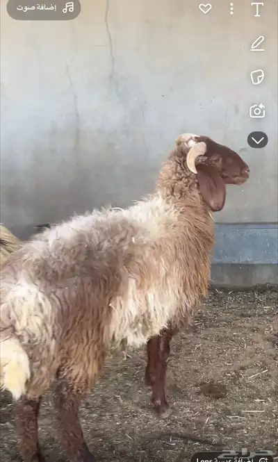 خروف يضحي 2
