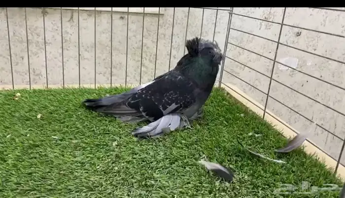 حمام بخاره 4
