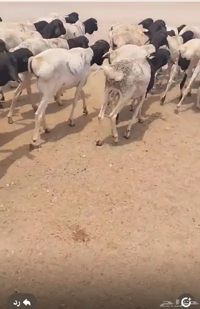 ضحيا غنم بربري صنف فل الفل 3