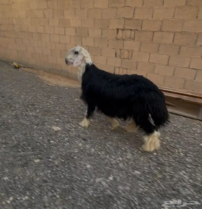 طلي جذع طيب بالحيل 3