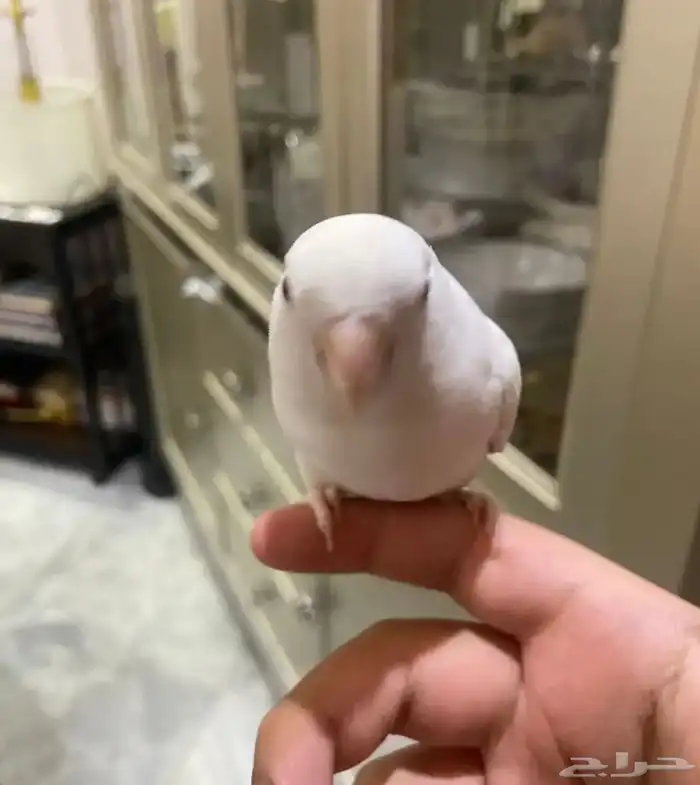 ببغاء روز البينو اليف مايعض 0