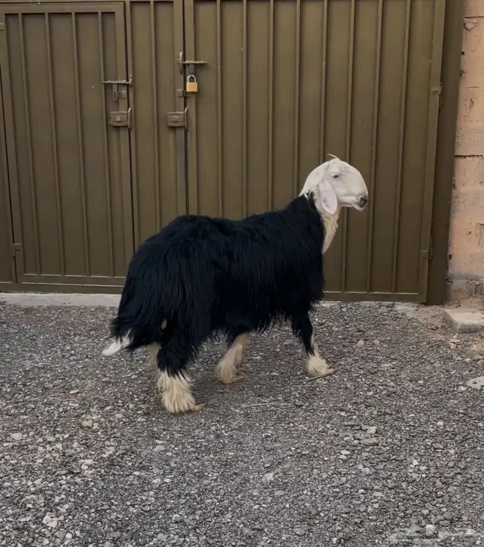 طلي جذع طيب بالحيل 1