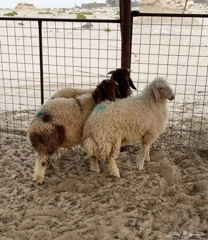 خروفين ورخل فل ضحايا 0