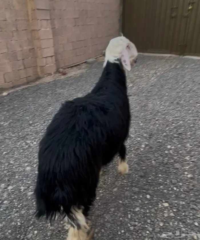 طلي جذع طيب بالحيل 2