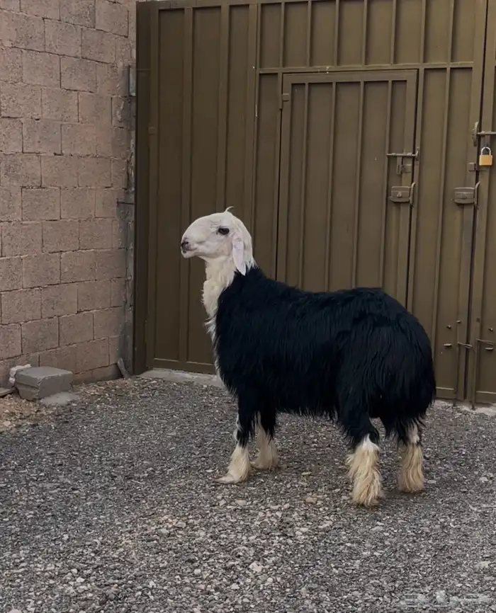 طلي جذع طيب بالحيل 0