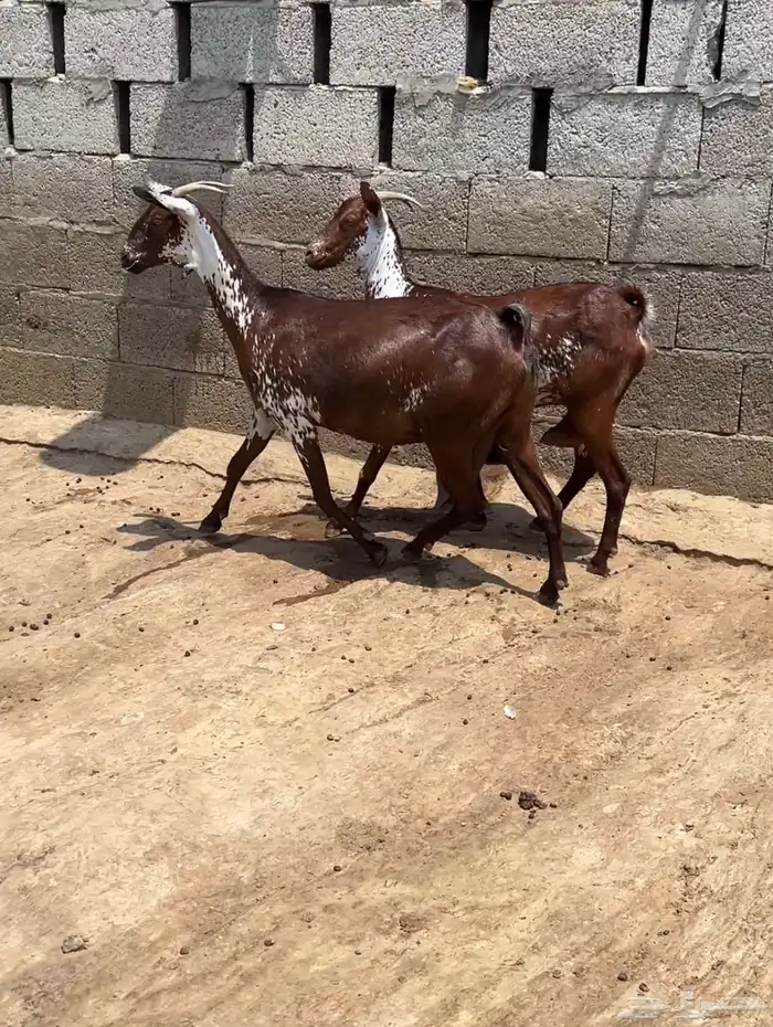 معزا دهم وشح ( تم البيع ) 0