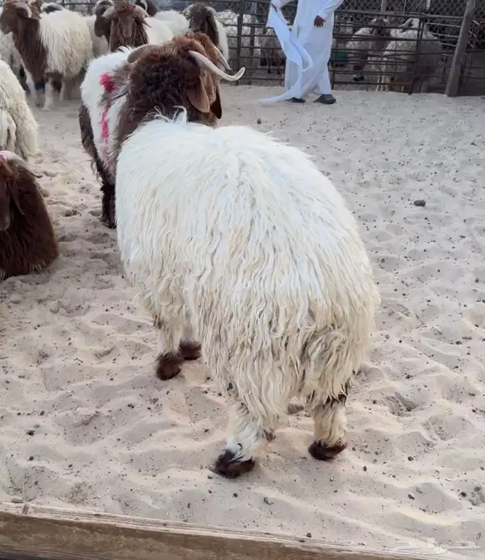 ذبائح للبيع مع المزيد من الخدمات 0